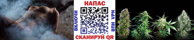 Конопля гибрид  Ахтырский 